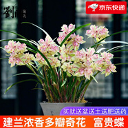 劉閣蘭花蘭花苗世界上超香四季蘭帝王妃 金邊矮種夏帶濃香花苞花卉盆栽 富貴蝶2苗連體配盆土肥