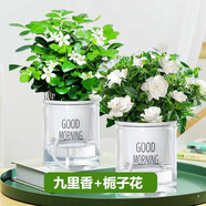 愛你一萬年梔子花盆栽花卉植物室內(nèi)綠植四季好養(yǎng)茉莉花源頭直發(fā)驅(qū)蚊組合包郵 2盆【梔子花+九里香早安盆