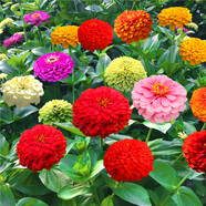 播種心情太陽花種子重瓣混色四季開花庭院陽臺盆栽易活室內(nèi)外 百日草1000粒 混色花+肥料