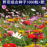 播種心情太陽花種子重瓣混色四季開花庭院陽臺盆栽易活室內(nèi)外 野花組合1000粒色花+肥料