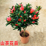 語安香妃山茶花苗盆栽五色赤丹花卉植物室內好養(yǎng)杜鵑茶花樹苗四季開花 山茶花花苗 2年苗+1包肥料