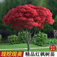 紅楓樹(shù)苗 三季紅楓苗中國紅楓紅舞姬紅楓樹(shù)苗嫁接紅楓苗庭院盆栽景觀(guān)樹(shù) 4公分粗（品種備注） 苗