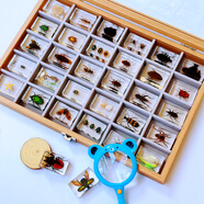 真實昆蟲標本樹脂真蟲擺件教學玩具動物琥珀蝴蝶蝎子蜘蛛蜈蚣甲蟲 禮盒裝（30個標本品種可備注） 4.5X3cm