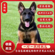 咯咪純種德牧幼犬狗狗活體弓背犬寵物狗幼崽德國牧羊犬黑背狼狗大型犬 母