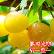 【 一件兩株裝雌雄結果多】車(chē)厘子樹(shù)苗庭院盆栽當年結果南方北方種植櫻桃樹(shù)早美大櫻桃苗嫁接苗果樹(shù)苗 黃燈籠 5年苗 當年結果2棵裝