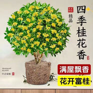 開時果 四季桂花盆栽樹苗濃香型 新中式盆景辦公室內(nèi)綠植物源頭直發(fā)包郵 精品四季桂+原土發(fā)貨（不含盆） 【整高約40-50cm左右】