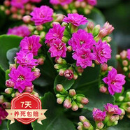 若綠新品長壽花盆栽帶花苞重瓣大花植物室內年宵花卉綠植源頭直發(fā)包郵 紫色【帶花苞】 原盆原土