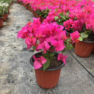 陽(yáng)臺室外垂吊三角梅盆栽  九重葛、三葉梅、毛寶巾、簕杜鵑三角花 三角梅玫紅中盆 不含盆