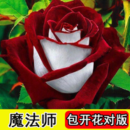 5棵8年玫瑰花苗老樁四季開花盆栽地載花卉觀花植物大花朵室內(nèi)室外花薔薇月季花老樁春夏秋冬四季帶花苞 魔法師 【11號(hào)】五棵裝 不含盆