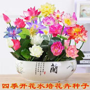 肉總管【四季種植】碗蓮種子水培植物室內綠植盆栽彩色睡蓮荷花種子花卉 混色碗蓮15粒+營(yíng)養液