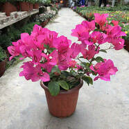 陽(yáng)臺室外垂吊三角梅盆栽  九重葛、三葉梅、毛寶巾、簕杜鵑三角花 隨機色1盆 不含盆