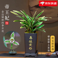 劉閣蘭花蘭花苗世界上超香四季蘭帝王妃 金邊矮種夏帶濃香花苞花卉盆栽 4大壯苗+配厚德載物盆+2包土