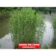 花幽谷水生植物濕地綠化花卉挺水植物污水浮島用苗水質(zhì)凈化河道綠化水里 蘆葦10株 不含盆