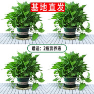 繽賢綠蘿盆栽室內(nèi)辦公室植物大葉吊蘭花卉綠植綠籮盆景吸水盆懶人 180#加侖盆綠蘿四盆+2液
