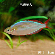 活體熱帶魚(yú)小型魚(yú)淡水魚(yú)苗觀(guān)賞魚(yú)寶蓮燈紅鼻剪刀魚(yú)燈科魚(yú)群游 電管美人10條