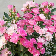 意軒【帶花苞】歐月果汁陽臺(tái)室內(nèi)觀花植物花卉盆栽四季開花月季 天荷繁星【大苗】【帶花苞】