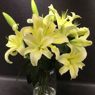 姒桀香水百合花多頭鮮花花束水養(yǎng)鮮花真花室內(nèi)客廳好養(yǎng)花卉四季開 黃色10朵