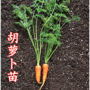 獅灣大白菜秧苗花菜苗西蘭花苗烏塌菜綠甘藍(lán)苗萵筍苗耐寒葉菜苗蔬菜苗 胡蘿卜苗 秧苗10顆