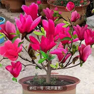 駿灝買1送2 玉蘭花樹苗四季開花庭院盆栽白紫廣玉蘭樹苗矮化耐寒超矮 中國紅玉蘭 幼苗（（一顆裝））不好養(yǎng)