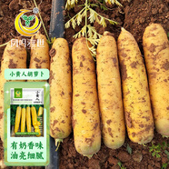 鳳鳴雅世小黃人水果胡蘿卜種子10克齊頭黃參胡蘿卜種籽蔬菜秋季孑