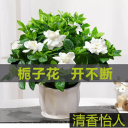 嘆為觀止18種吊蘭任你選金邊吊蘭各種盆栽花卉客廳垂吊桌面植物凈化空氣 特級(jí)大號(hào)梔子花【陶瓷盆】 含盆