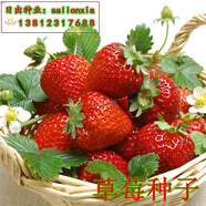 播種心情太陽(yáng)花種子重瓣混色四季開(kāi)花庭院陽(yáng)臺盆栽易活室內外 草莓2000粒+肥料