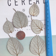 枯樹葉楓葉干花標本真枯葉裝飾天然落葉貼畫干樹葉梧桐葉手工葉子 銀色 玉麻葉(12片 樹葉