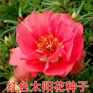播種心情太陽花種子重瓣混色四季開花庭院陽臺盆栽易活室內(nèi)外 太陽花紅色3萬粒+肥料