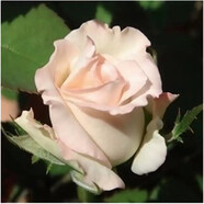 致薈樹玫瑰花苗四季開花盆栽花卉植物室內(nèi)外庭院薔薇月季花老樁帶花樹苗 白色系【5顆】