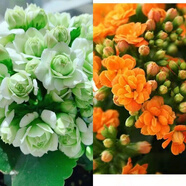 中夢  長壽花重瓣大花鮮花家用家養(yǎng)花卉室內(nèi) 綠巴黎+桔色里約 含原盆