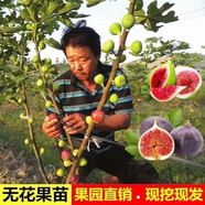 阿木木 嫁接無花果樹苗 特大波姬紅庭院陽臺盆栽地栽果樹苗南方北方種植 2年嫁接苗（品種留言）