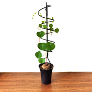 綠植架 植物架子客廳山烏龜綠植桌面花架龜甲龍爬藤架綠蘿攀爬架子花卉球蘭植物造型架 G款小號腳寬約10cm總高45cm 單花架不含花及 中等