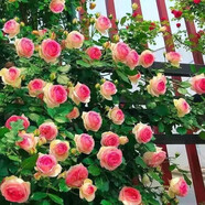 薔薇花苗 爬藤月季玫瑰 四季爬墻綠植花苗 庭院室內花卉盆栽植物 田園風【1顆+生根粉+肥料】
