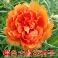 播種心情太陽花種子重瓣混色四季開花庭院陽臺(tái)盆栽易活室內(nèi)外 太陽花橙色3萬粒+肥料