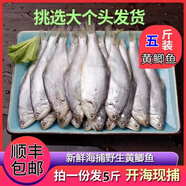 五斤裝黃尖子魚黃鯽魚新鮮冷凍黃鯽子魚海捕油扣馬口魚速凍毛扣魚 黃尖子魚 五斤凈重