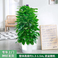 芙洛拉花園【兩小時(shí)達(dá)】綠蘿盆栽凈化空氣除甲醛大型綠植物大葉盆景送禮 大綠蘿盆栽