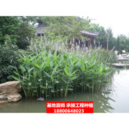 花幽谷水生植物濕地綠化花卉挺水植物污水浮島用苗水質(zhì)凈化河道綠化水里 再力花10株 不含盆