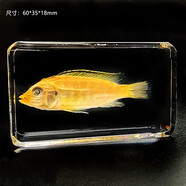 藝馨維尼 真新款圖案魚類爬行類動(dòng)物蛙海星珊瑚海蜇爬行動(dòng)物樹脂包埋昆蟲 沙漠王子3.5號(hào) 其他長(zhǎng)方形尺寸  獨(dú)立
