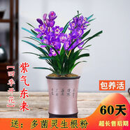 蘭花苗花期帶花苞四季開(kāi)花盆栽花卉濃香型室內蘭草好養活耐寒 紫氣東來(lái) 5苗(當年開(kāi)花)送肥料