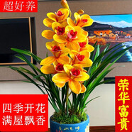 玫絢高質(zhì)量 新店開(kāi)張【名貴蘭花】精品苗盆栽 濃香型 養(yǎng)不死的品種 榮華富貴 4苗連體 裸根發(fā)貨