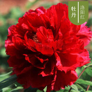 涵山菏澤觀賞牡丹花苗盆栽庭院花卉洛陽牡丹樹苗室內外陽臺重瓣大花 12洛陽紅 2到3分支