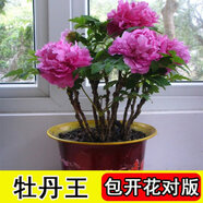 涵山菏澤觀賞牡丹花苗盆栽庭院花卉洛陽牡丹樹苗室內外陽臺重瓣大花 1牡丹王 10分支以上大苗