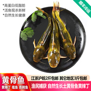 品鮮肴淡水魚自然捕獲生態(tài)昂刺魚 黃辣丁 黃骨魚 嘎魚鮮活現(xiàn)殺生鮮水產(chǎn) 400g凈重（三去凈膛）現(xiàn)殺4-7條