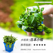 水榕類(lèi)鮮活易養陰性草淡水魚(yú)缸新手小巴榕瓦利斯榕老幽靈辣椒榕 日本小榕 - 小方杯