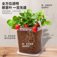 杉憬茂兒童種植盆栽 小學(xué)生觀察植物生長diy培育發(fā)芽綠植創(chuàng)意幼兒園禮物 3套含噴壺-備注品種 植物根系觀察盒套裝