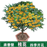 桂花樹苗桂花苗盆栽金桂四季桂室內(nèi)外濃香型陽臺花卉綠植庭院盆景植物 四季金桂【四季開花濃香】 3年苗【當年開花】