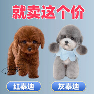井莎 泰迪犬泰迪狗幼犬灰色茶杯犬幼崽貴賓犬小型犬寵物狗狗活體 混血級 母