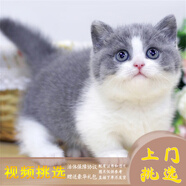 夢(mèng)茜兒（MEXEMINA）英短藍白幼貓正八臉滿(mǎn)耳滿(mǎn)背五粉矮腳藍白活物英短拿破侖藍白貓咪 血統級 矮腳 公