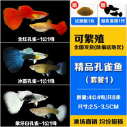 森悠（SARYOR）孔雀魚純種觀賞魚小型淡水好養(yǎng)熱帶魚活體斑馬金魚鳳尾魚繁殖 孔雀魚套餐1