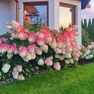 曼杉園圓錐繡球香草草莓花苗石灰燈繡球花耐寒耐曬花卉夏日美人盆栽植物 香草草莓【圓錐繡球】2加侖規格 不含盆